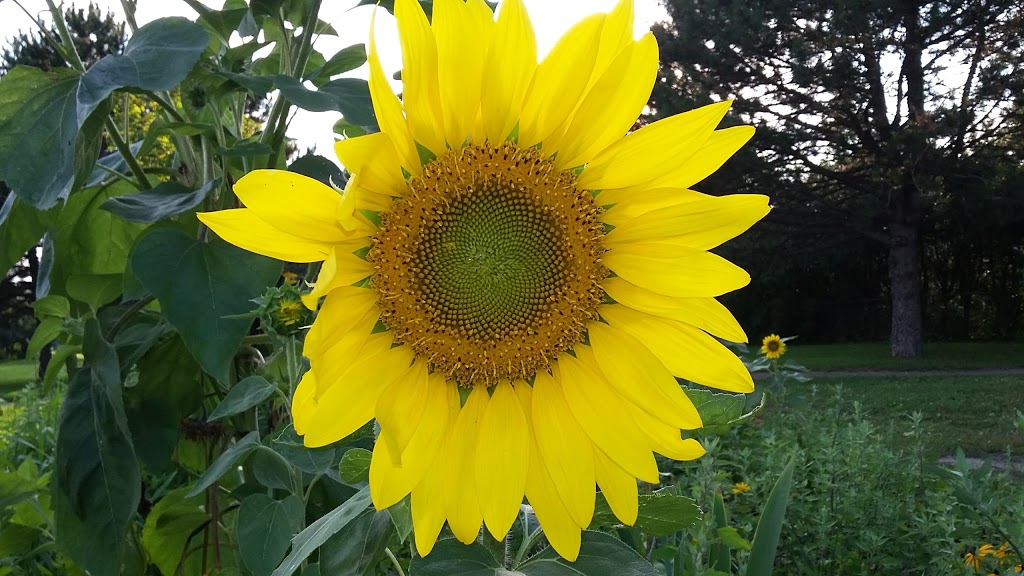 McQuesten Urban Farm | 785 Britannia Ave, Hamilton, ON L8H 6P7, Canada
