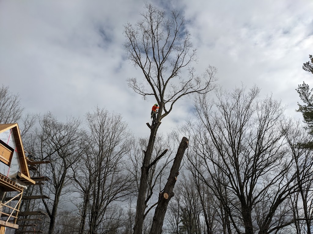 Armour Hill Tree Care | point of interest | 224 Munroe Ave, Peterborough, ON K9H 1H8, Canada | 7059312517 OR +1 705-931-2517