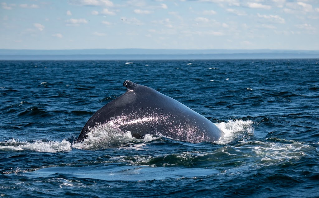 The Skimmer Of St. Lawrence | 31 Rue des Pilotes, Les Escoumins, QC G0T 1K0, Canada | Phone: (888) 817-9999