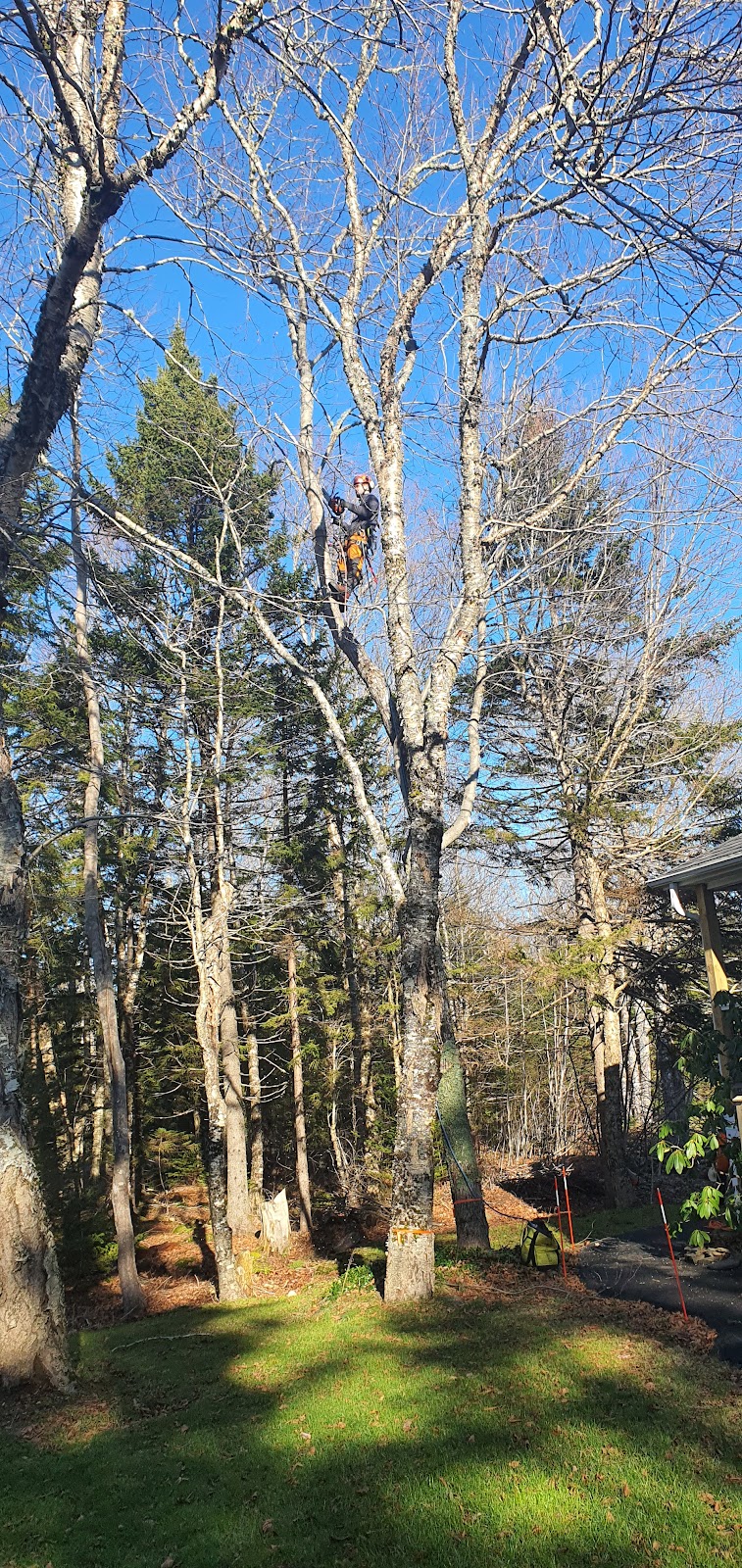 Woodhead Tree Service | Kingswood Dr, Hammonds Plains, NS B4B 1K2, Canada | Phone: (902) 223-4466