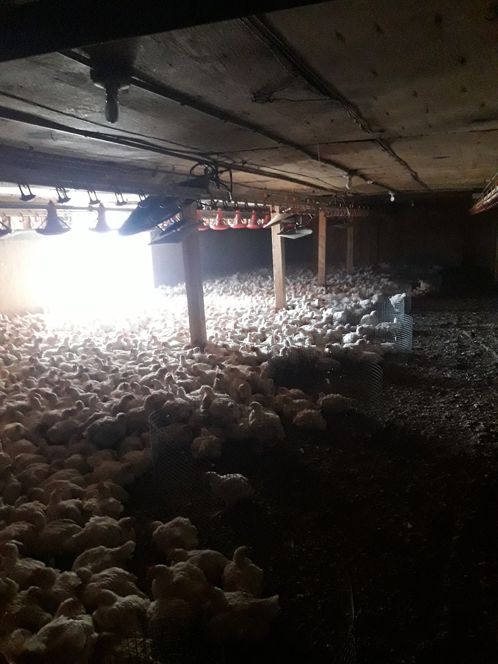 Ferme Avicole Du Rocher | 3170 4e Rang, Ormstown, QC J0S 1K0, Canada | Phone: (450) 829-3088