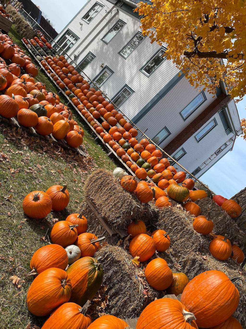Ferme Caravias (Citrouilles et Gourdes exotiques) | 1119 QC-219, Les Jardins-de-Napierville, QC J0L 1H0, Canada | Phone: (450) 247-2959