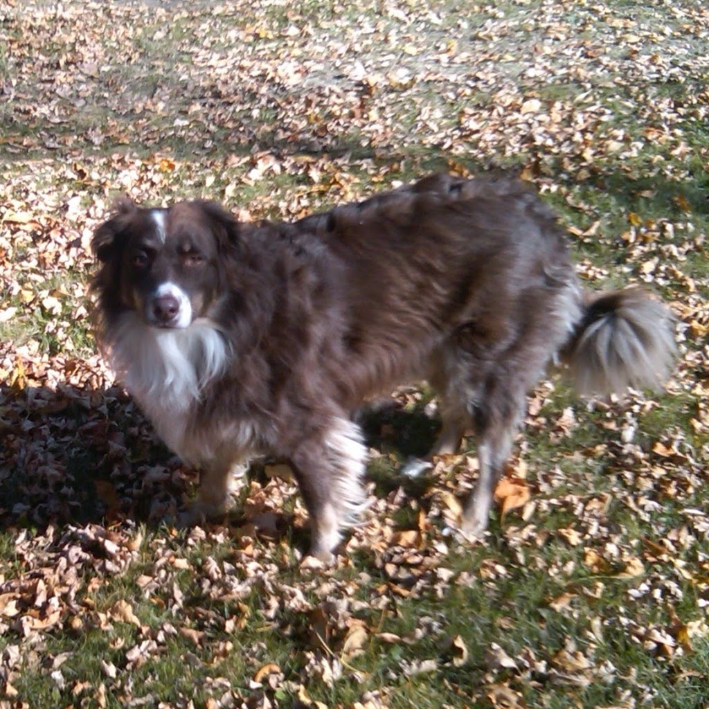 Southglen Veterinary Hospital | 730 St Annes Rd, Winnipeg, MB R2N 0A2, Canada | Phone: (204) 452-0077