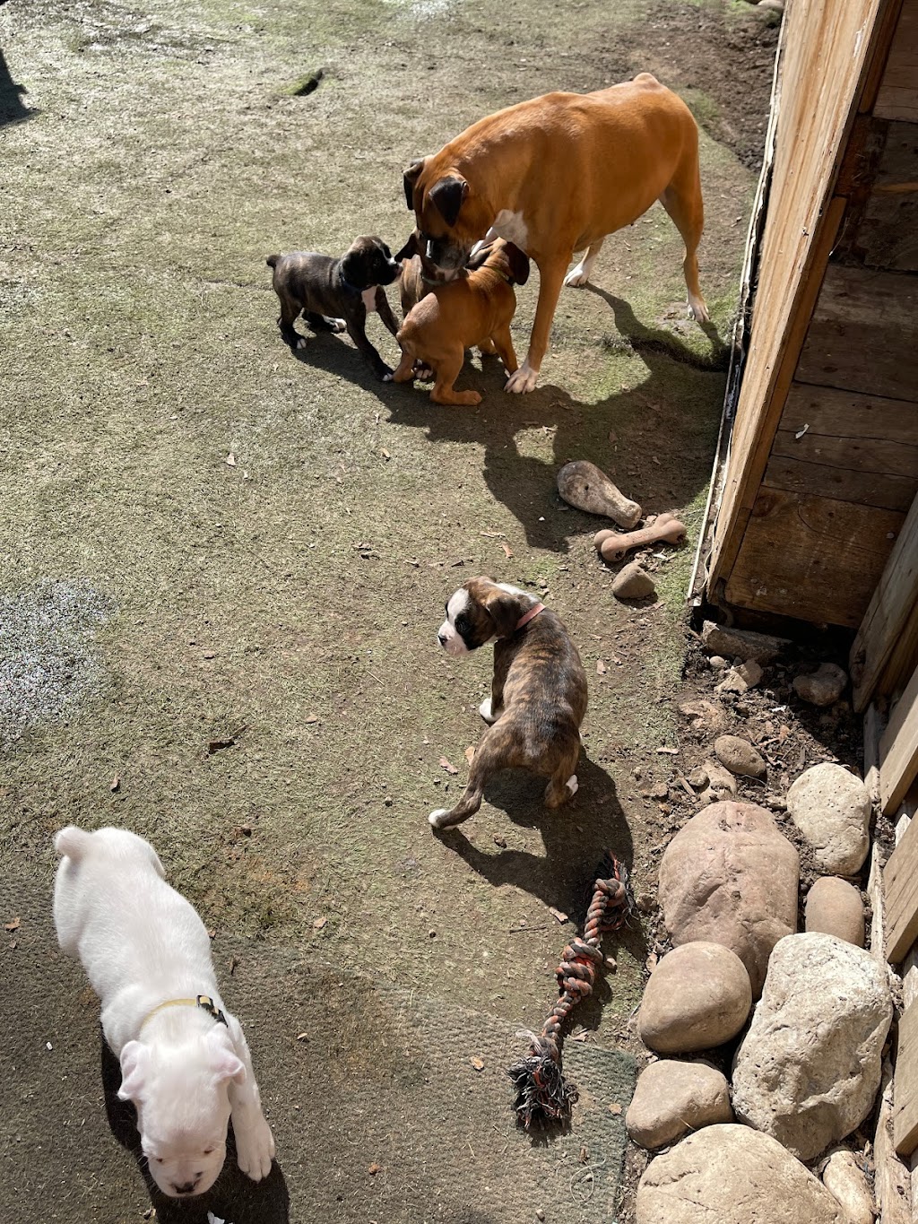 Ciciboxerpups | 12826 Lakeshore Rd, Wainfleet, ON L0S 1V0, Canada | Phone: (226) 934-8310