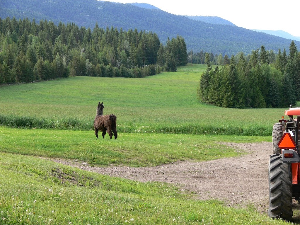 The Llama Sanctuary | 2415 Chase Falkland Rd, Chase, BC V0E 1M1, Canada | Phone: (250) 679-8121
