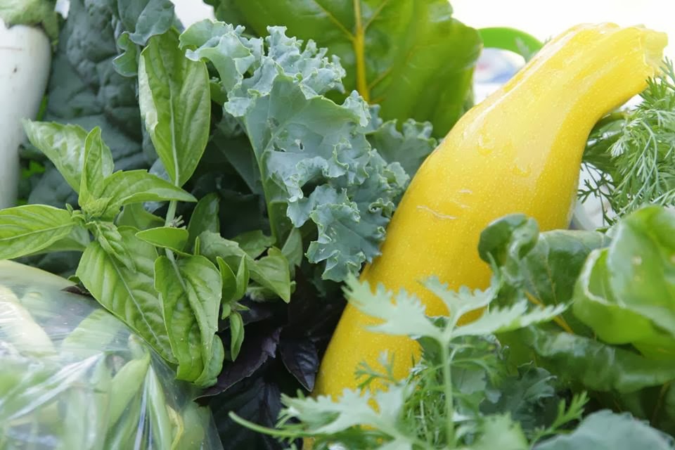 A New Leaf Farm | 9720 Chippewa Rd W, Mount Hope, ON L0R 1W0, Canada | Phone: (905) 679-5485
