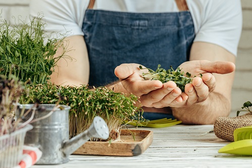 Meadowlands Microgreens | 1157 Meadowlands Dr E, Ottawa, ON K2E 6J5, Canada | Phone: (514) 346-7211