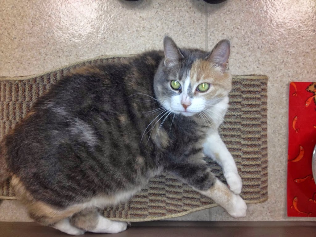 Williamsburg Veterinary Hosp | 325 Max Becker Dr, Kitchener, ON N2E 4H5, Canada | Phone: (519) 571-7221