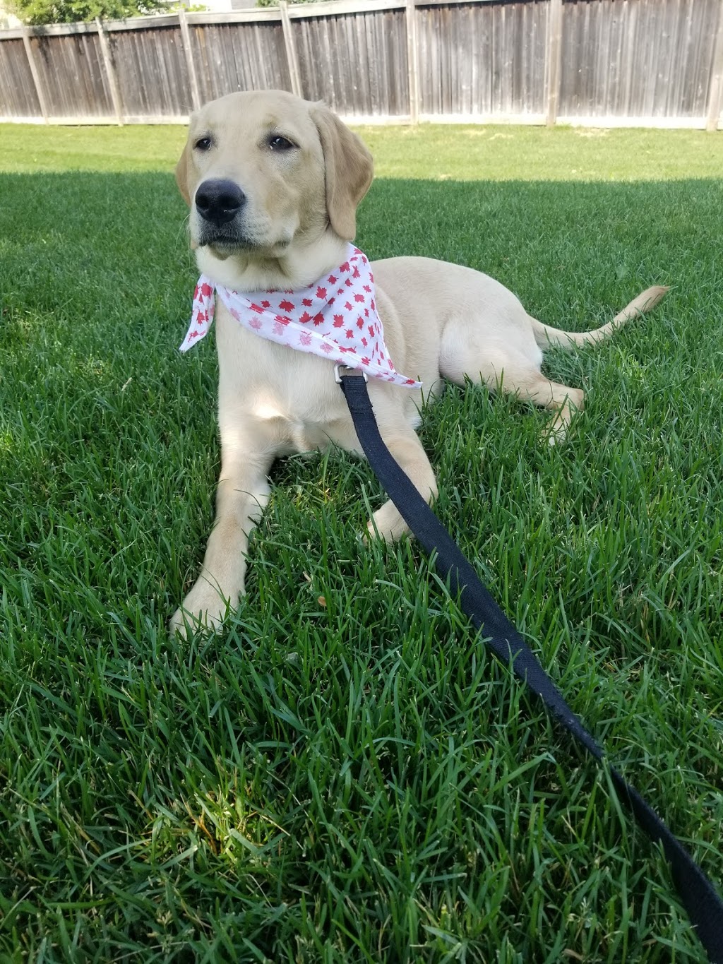 Leash Free Milton | 230 Cedar Hedge Rd, Milton, ON L9T 6J4, Canada | Phone: (905) 875-3286