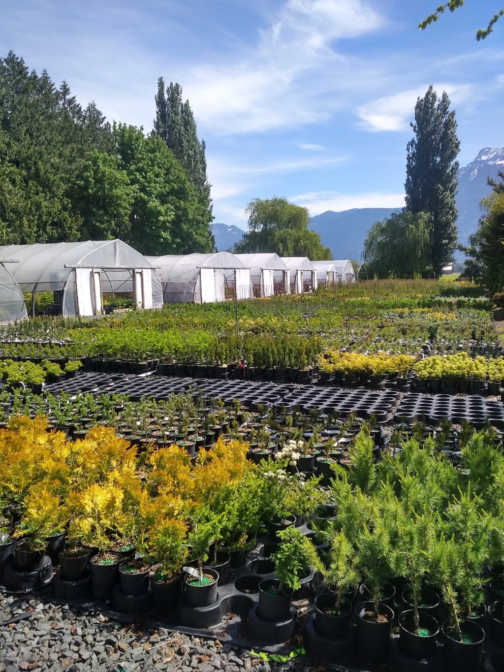 Pacific Northwest Propagators Inc. | 10082-10188 Chapman Rd, Rosedale, BC V0X 1X2, Canada | Phone: (604) 701-2020