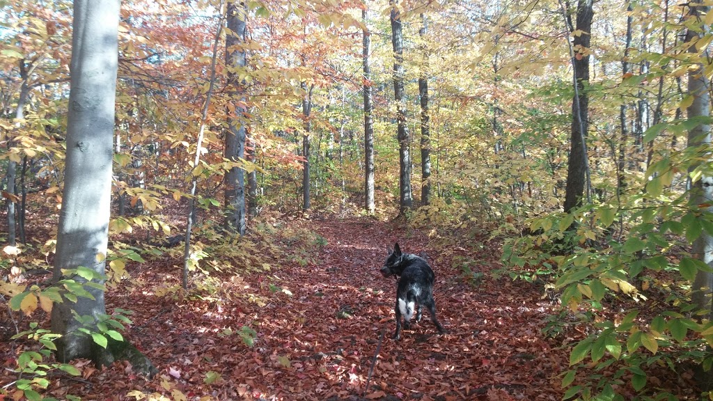 Ramparts Trail | Trail 28, Chelsea, QC J9B 1H9, Canada