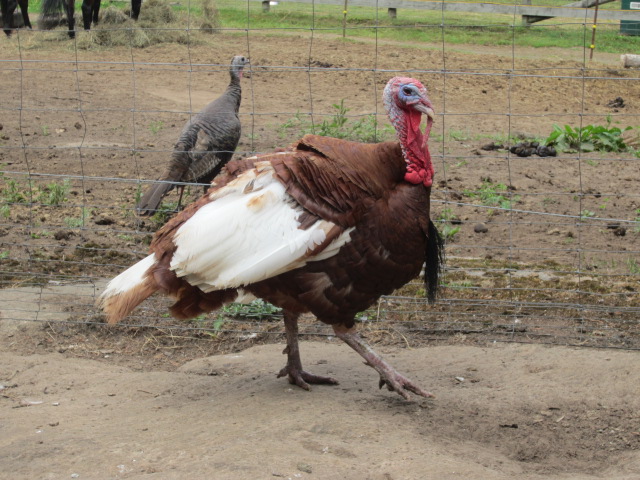 Falkenridge Farm | 1266 Falkenburg Rd, Bracebridge, ON P1L 1X4, Canada | Phone: (705) 645-7905