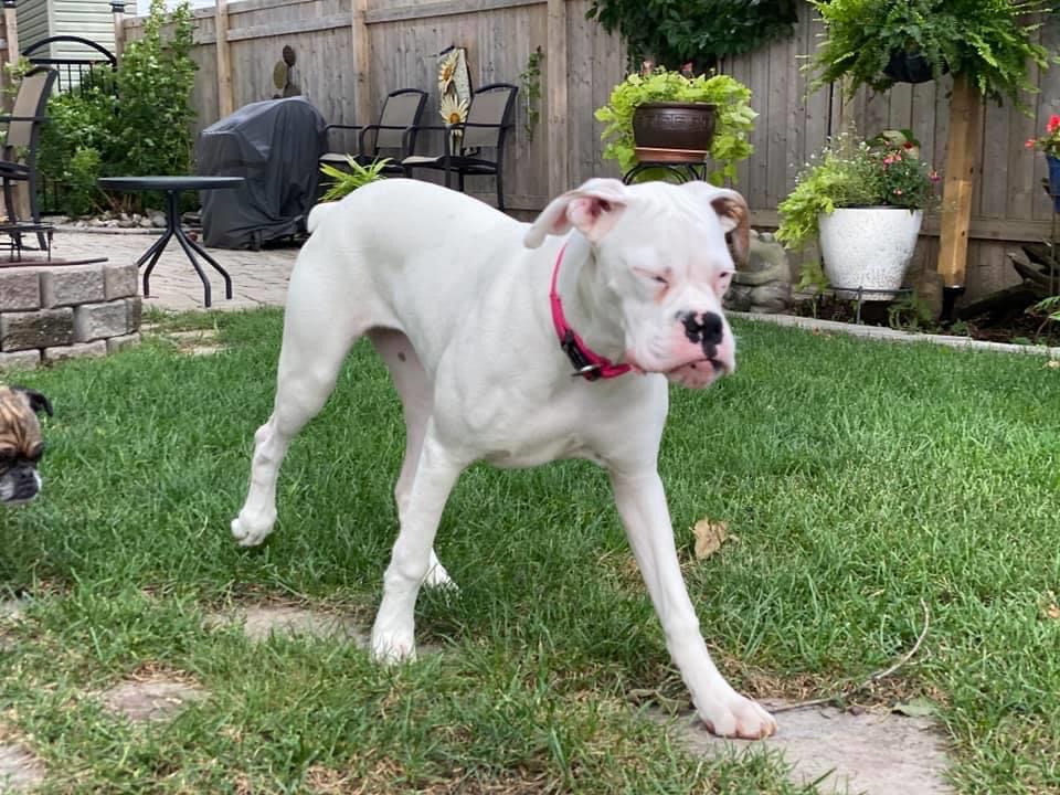 Ciciboxerpups | 12826 Lakeshore Rd, Wainfleet, ON L0S 1V0, Canada | Phone: (226) 934-8310