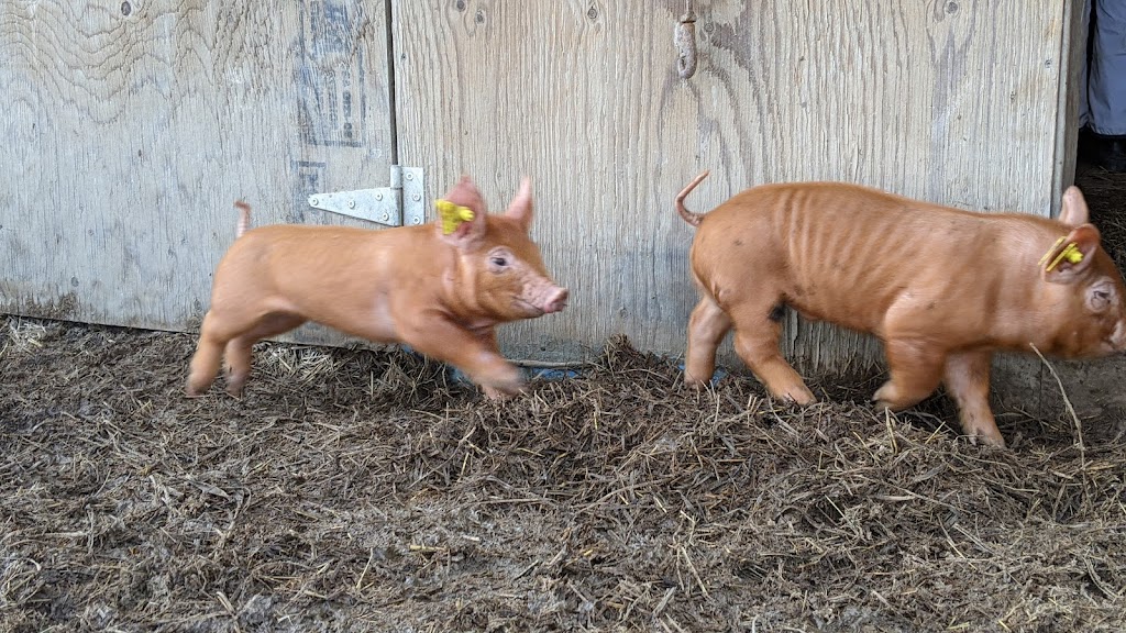 Peabody Farm | 26 Chem. Sullivan, Venosta, QC J0X 3E0, Canada | Phone: (613) 558-4517