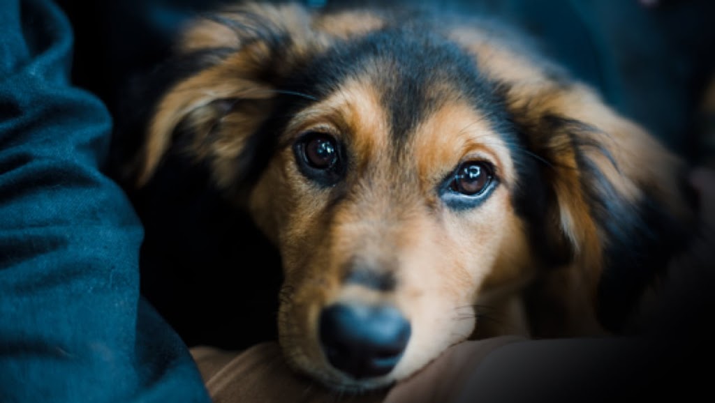 Canine Behaviour Therapy | 31 Fallingbrook Dr, 1 Laidlaw Blvd, Markham, ON M1N 1B5, Canada | Phone: (647) 883-1597