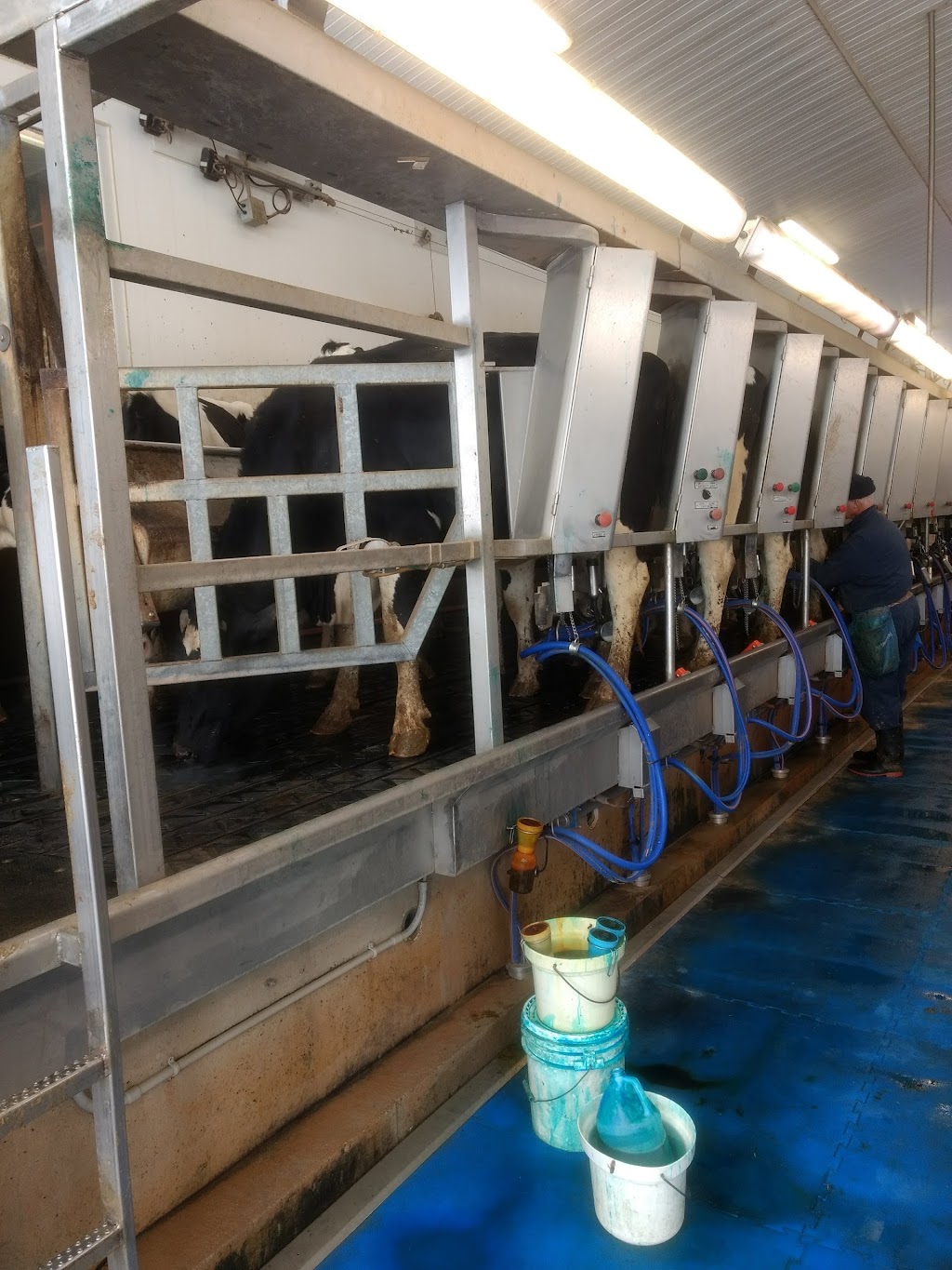 London Dairy Farms | 3700 Old Victoria Rd, London, ON N6N 1R2, Canada | Phone: (519) 644-2697