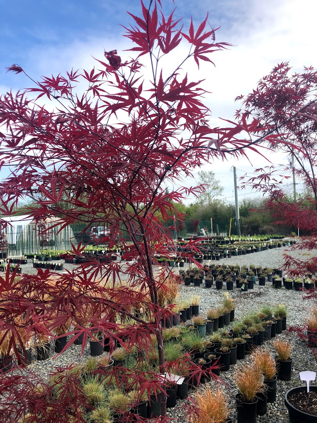 Lochside Nursery | 2716 Dooley Rd, Victoria, BC V8Y 1R7, Canada | Phone: (250) 544-3100