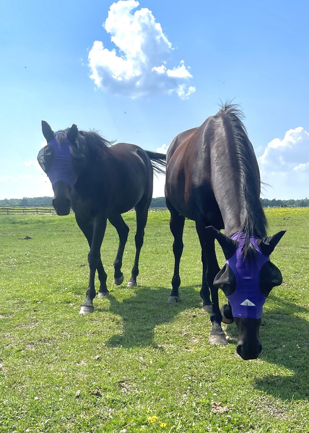 Flatt Ranch Boarding Facility | 2478 Smithville Rd, Smithville, ON L0R 2A0, Canada | Phone: (289) 209-8620