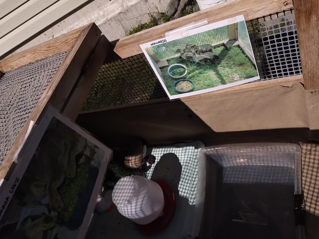 BC SPCA Wild Animal Rehabilitation Centre (Wild ARC) | 1020 Malloch Rd, Victoria, BC V9C 4G9, Canada | Phone: (855) 622-7722