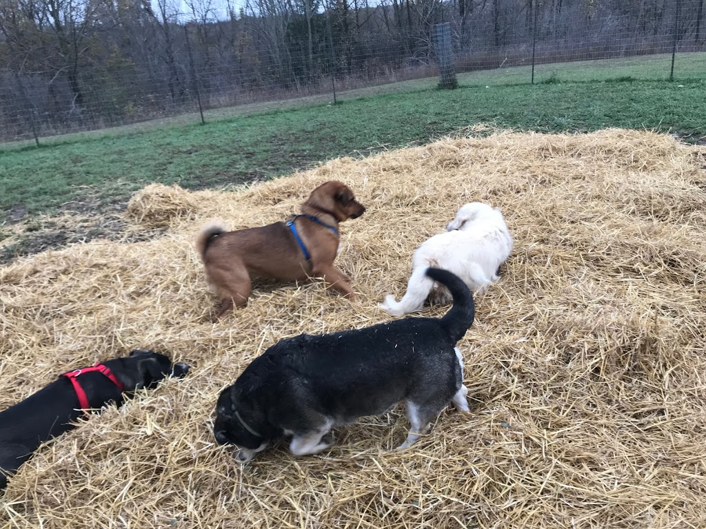 Tail Waggin Dog Ranch | 20676 Muncey Rd, Muncey, ON N0L 1Y0, Canada | Phone: (519) 264-0951