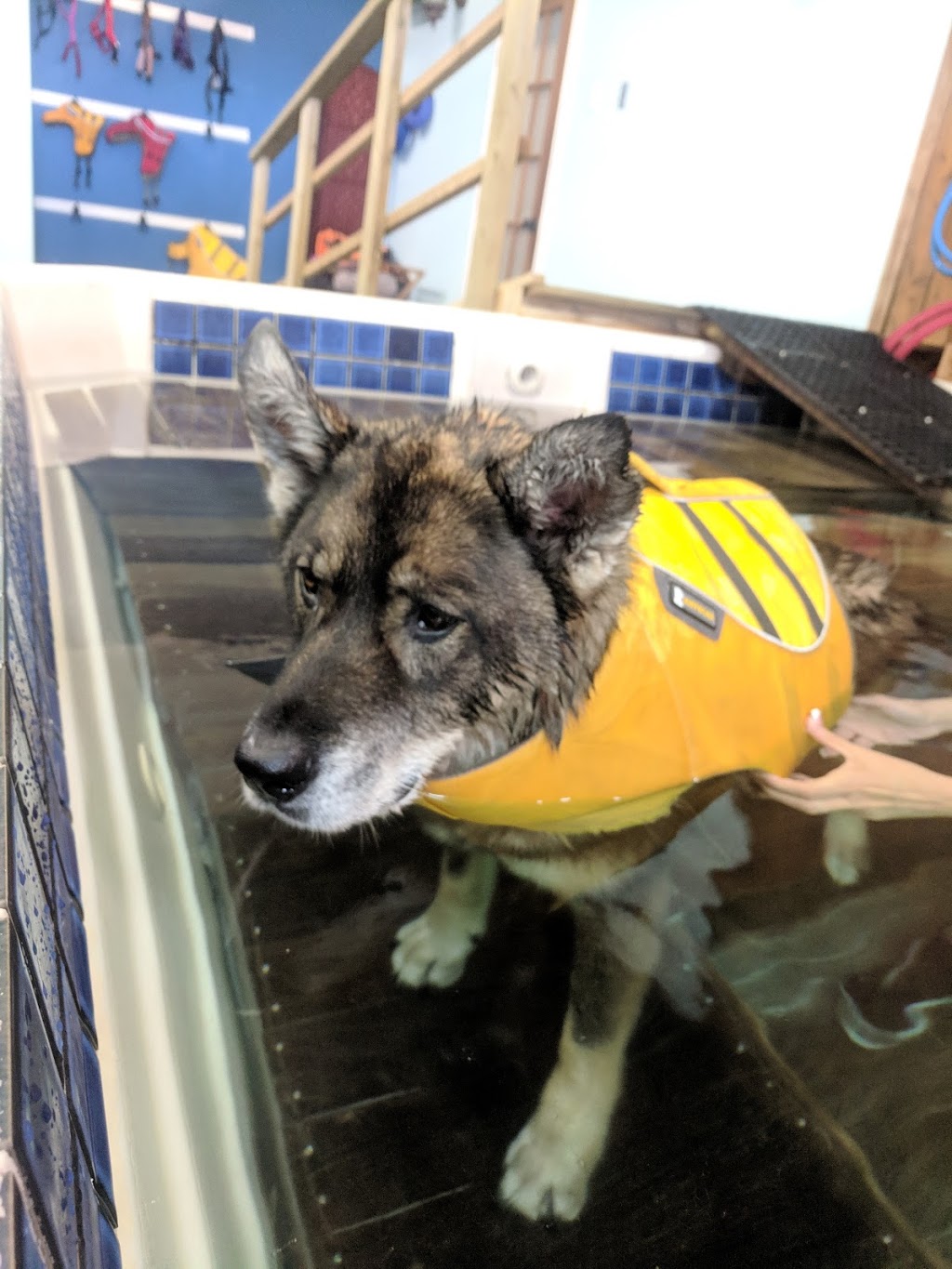 K9 Rehab Wellness Centre | 9537 Manzer St, Mission, BC V4S 1H1, Canada | Phone: (604) 435-0002