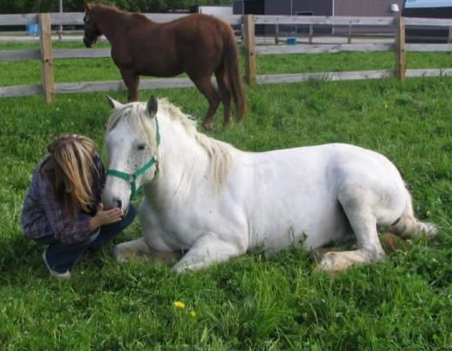 Kuzenko Stables | 4507 Courtice Rd, Hampton, ON L0B 1J0, Canada | Phone: (905) 447-3212