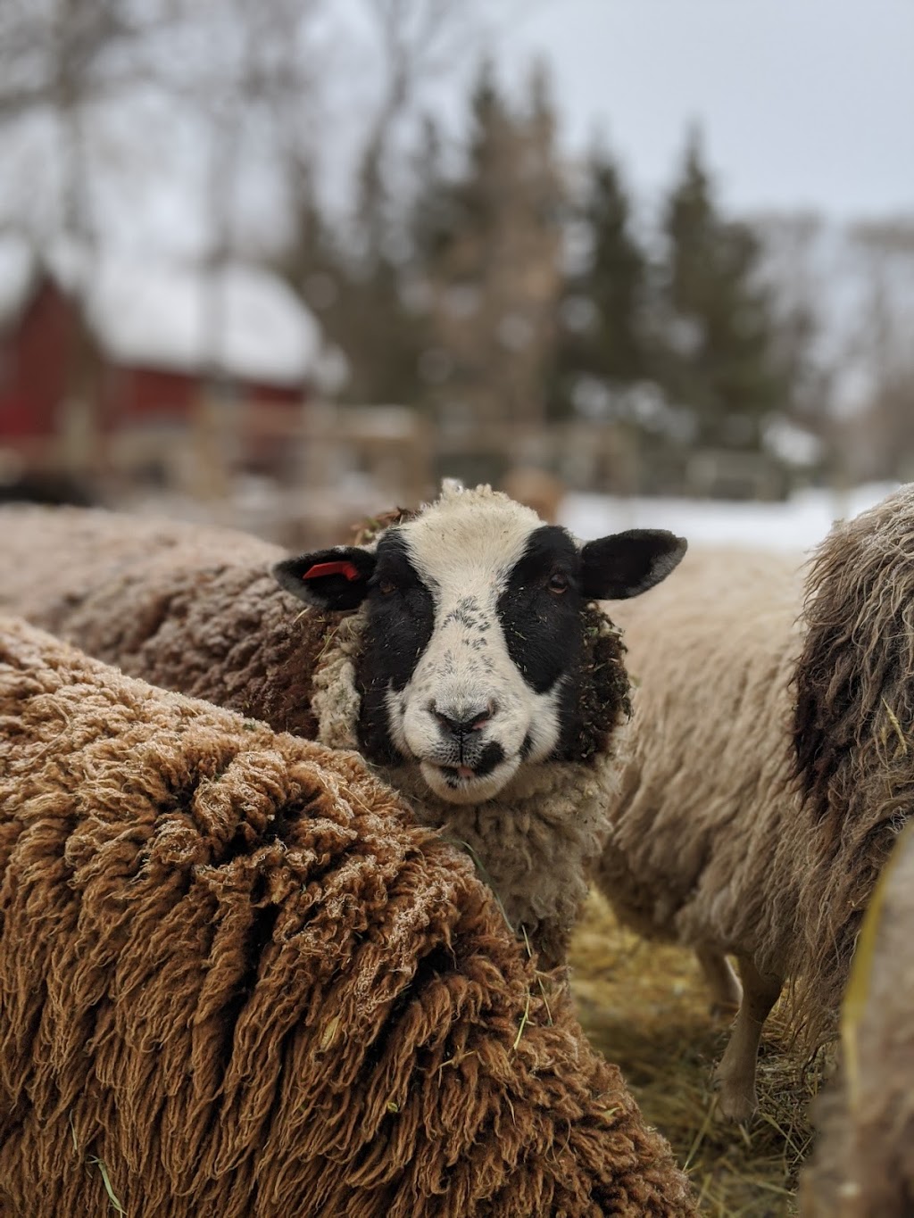 Ferme Fiola Farm | 50178 Municipal Rd 41e, Ste-Geneviève, MB R5J 0B9, Canada | Phone: (204) 422-5967