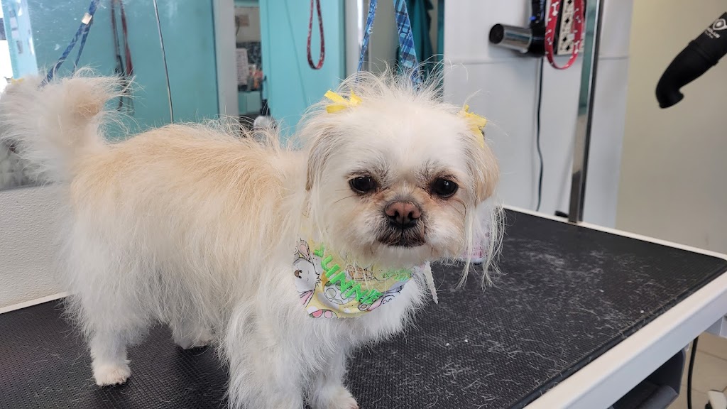 Clippity Do Dog | 3288 Nova Scotia Trunk 7, Lake Echo, NS B3E 1C6, Canada | Phone: (902) 402-1466