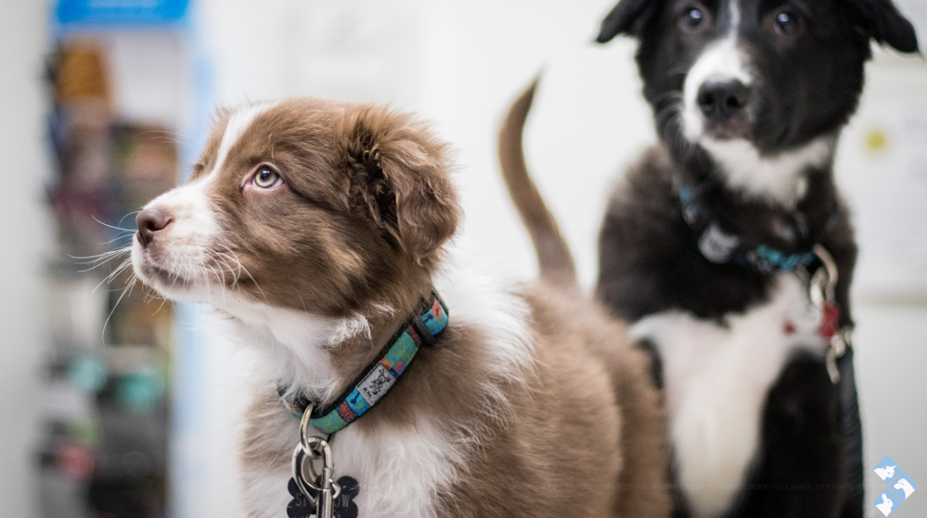 Veterinary Hospital De LEstrie | 2736 Rue Galt O, Sherbrooke, QC J1K 2V8, Canada | Phone: (819) 562-8585