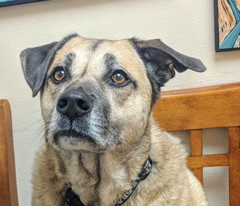 Northshore Veterinary Hospital | 1486 Electric Ave, Bellingham, WA 98229, USA | Phone: (360) 738-6916