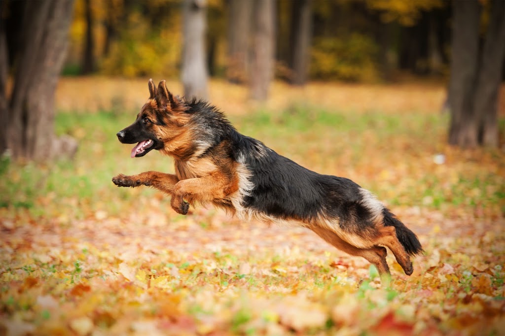 Montreal Dog Training | 1912 Rue de Ville-Marie, Montréal, QC H1V 3K3, Canada | Phone: (514) 941-2178