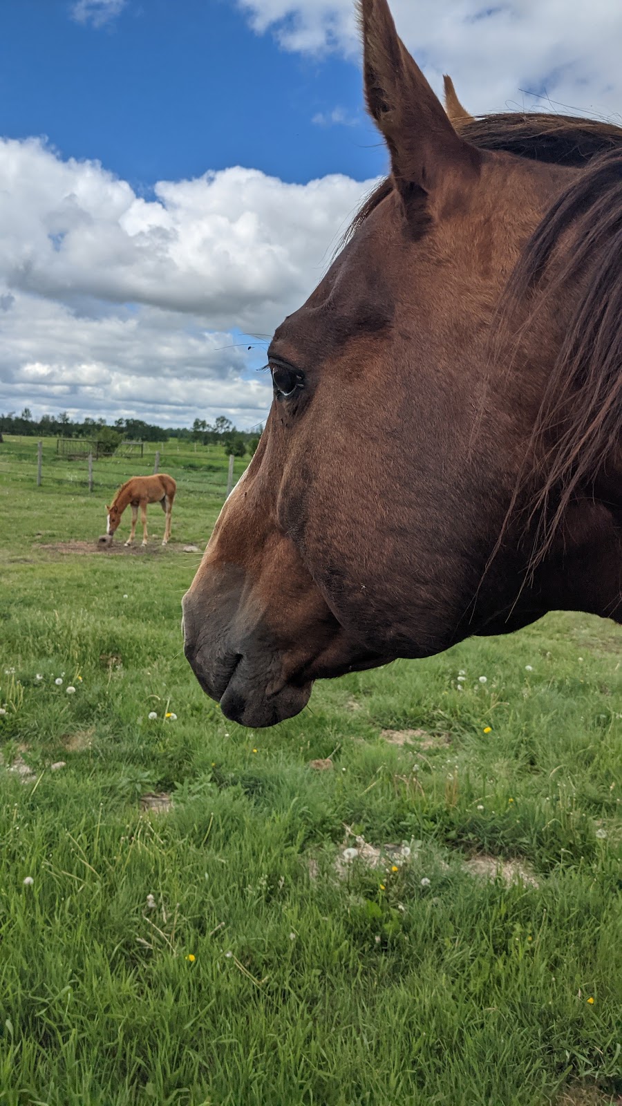 Chesla Farms | RR231 HWY28, Gibbons, AB T0A 1N0, Canada | Phone: (780) 942-4491
