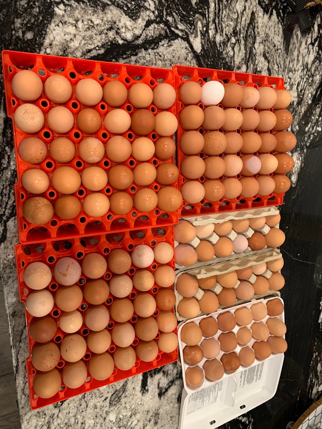 Booth’s Chicken Booth - Free Range Eggs | 17 McCallum Rd, Abbotsford, BC V2S 8A1, Canada | Phone: (778) 991-4955