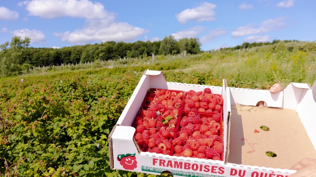 Verger Saab | 29 Rang Sainte-Sophie, Oka, QC J0N 1E0, Canada | Phone: (450) 479-6125