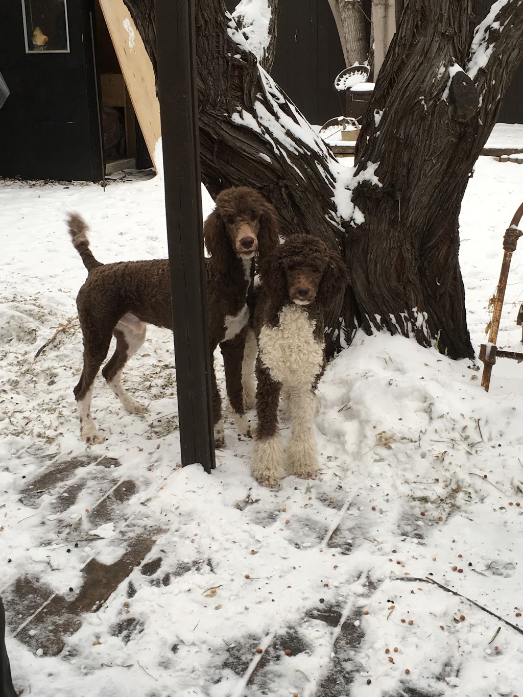 Top Hat Parti Poodles | 172 Clareview Rd NW, Edmonton, AB T5A 3Y3, Canada | Phone: (780) 278-2884