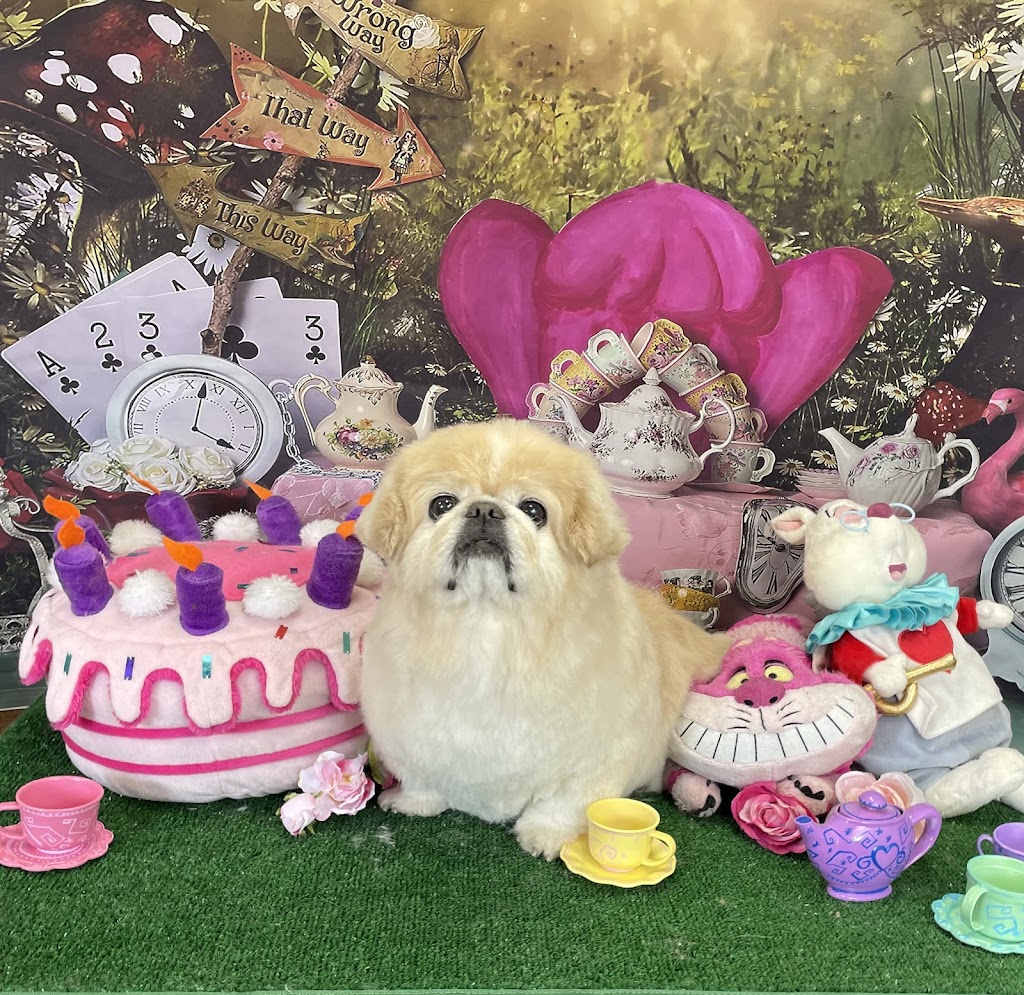 My Diva Dog | 447 Forest Lea Rd, Pembroke, ON K8A 6W6, Canada | Phone: (613) 735-2725