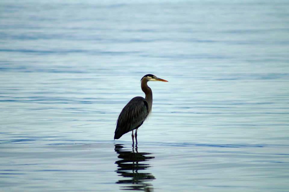 Cape Lazo RV Park | 685 Lazo Rd, Comox, BC V9M 3X2, Canada | Phone: (250) 339-3946