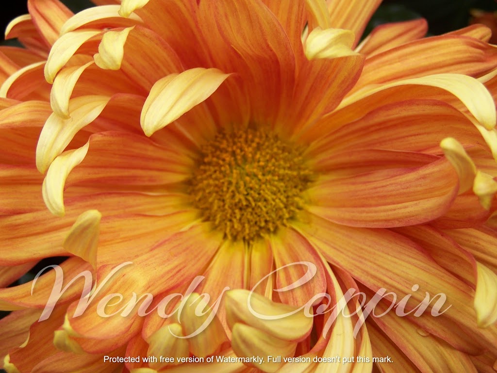 Wendy Coppin Photography | 351 Cumberland Ave, Hamilton, ON L8M 2A4, Canada | Phone: (289) 253-7521