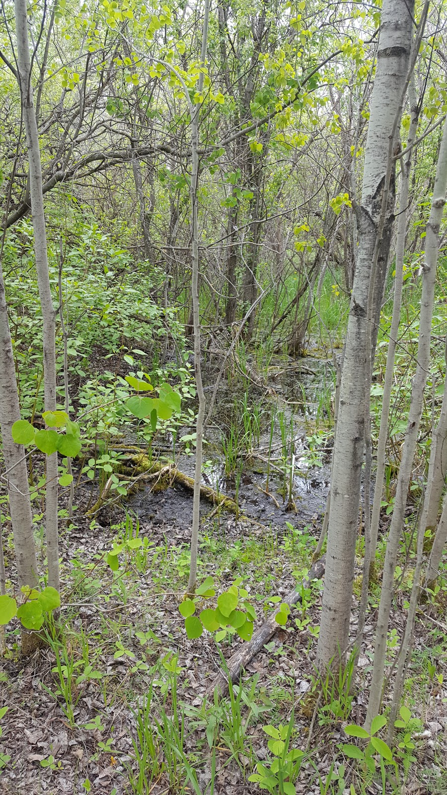 Transcona Bioreserve | Winnipeg, MB R2C 2X5, Canada | Phone: (204) 986-4966