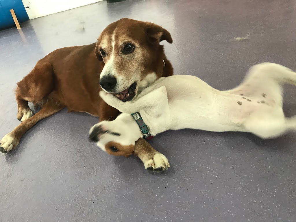 LEASH Loft & Spa | 2710 Barnet Hwy #40, Coquitlam, BC V3B 1B8, Canada | Phone: (604) 941-9001