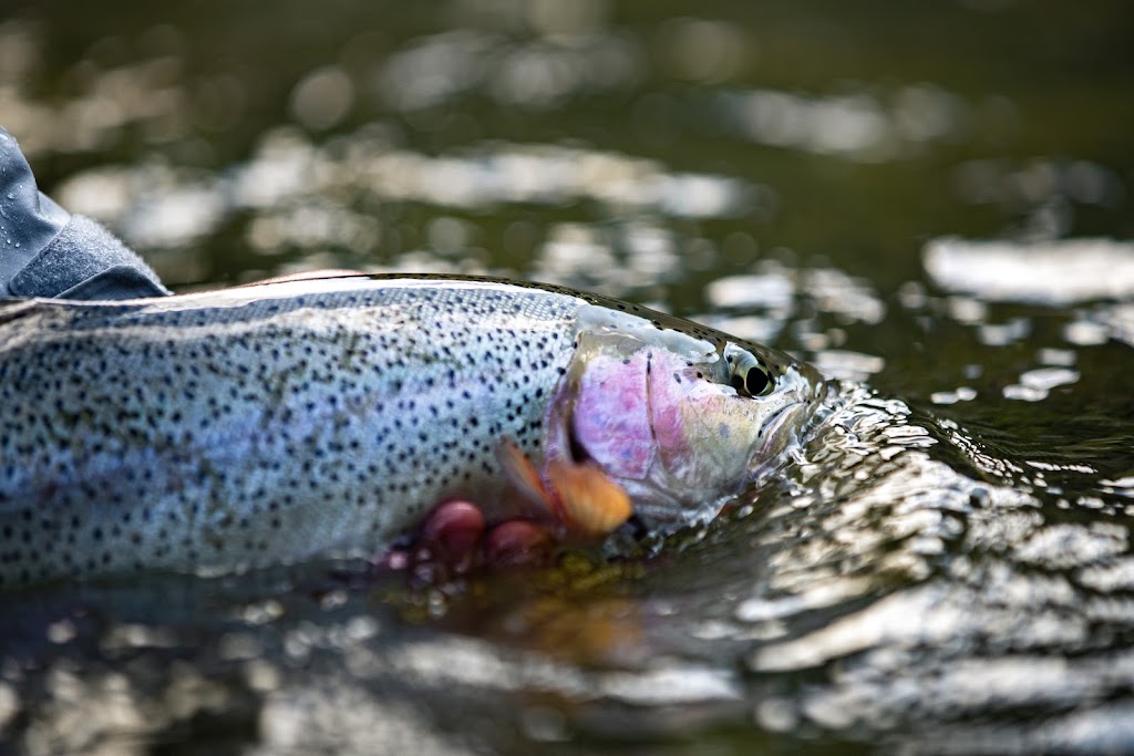 Fly Fishing Bow River | BOW RIVER, 50 Harvest Oak Gate NE, Calgary, AB T3G 4K2, Canada | Phone: (403) 968-9877