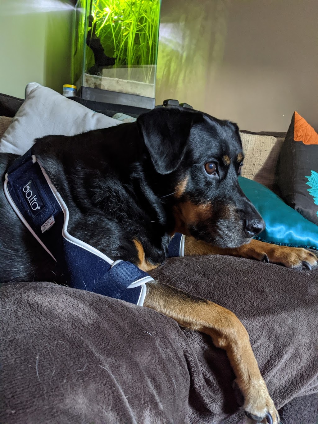 Handicapped Pets Canada | 27306 Fraser Hwy, Aldergrove, BC V4W 3P8, Canada | Phone: (778) 809-7421