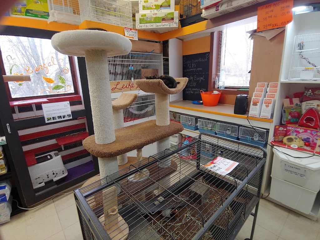 Boutique d’animaux Chico Boisbriand | 39 Chem. de la Grande-Côte, Boisbriand, QC J7G 1C8, Canada | Phone: (450) 430-8485