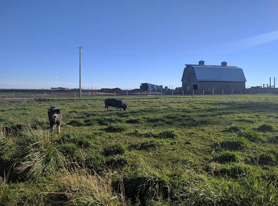 Broek Pork Acres | RR 22-5 104068 Box 791 Coalhurst Ab T0L 0V0, AB T0L 1S0, Canada | Phone: (403) 381-4753