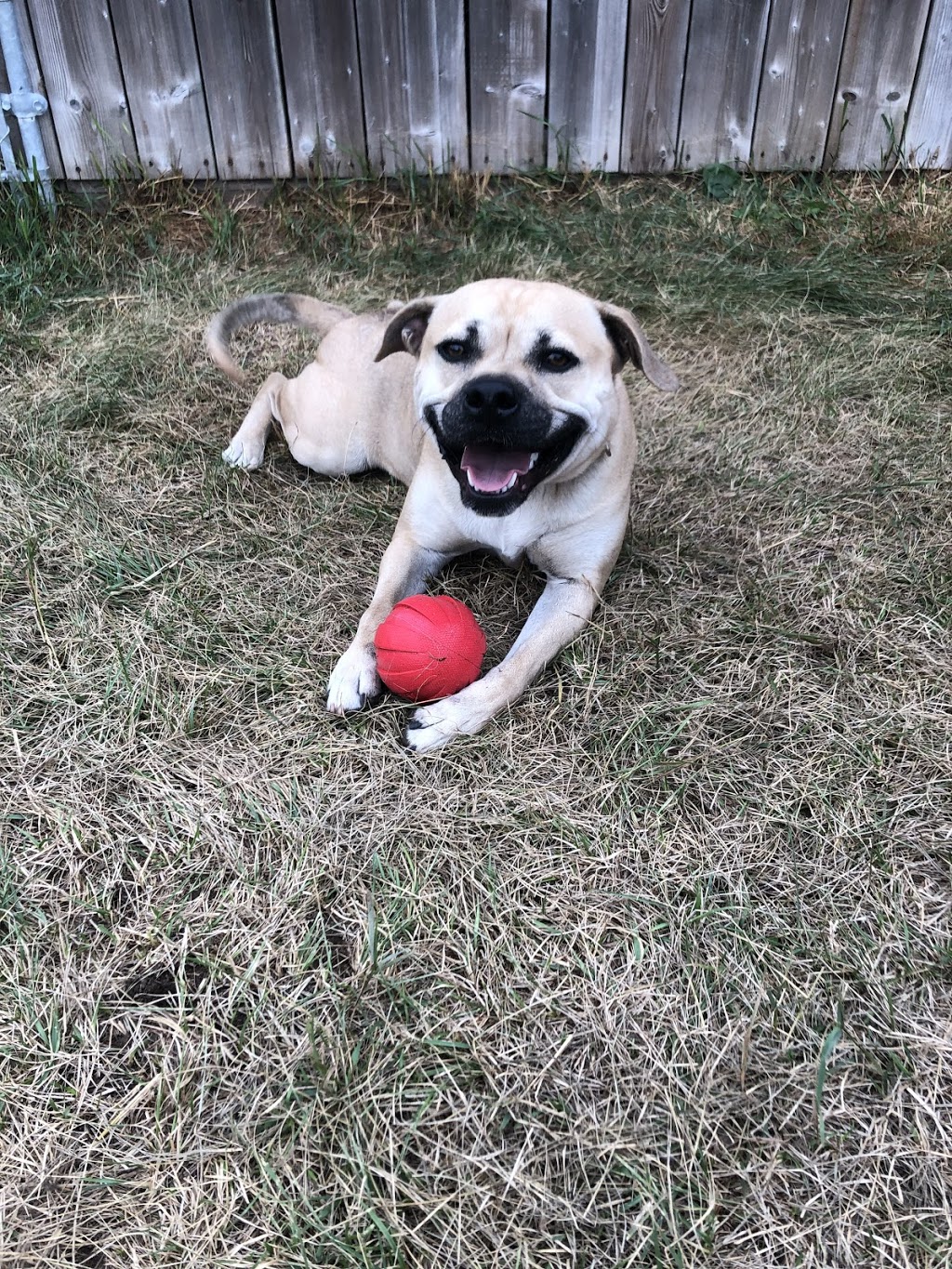 M&M Country Pet Resort | 996637 Mulmur Tosorontio Townline, Mansfield, ON L0N 1M0, Canada | Phone: (705) 435-2928