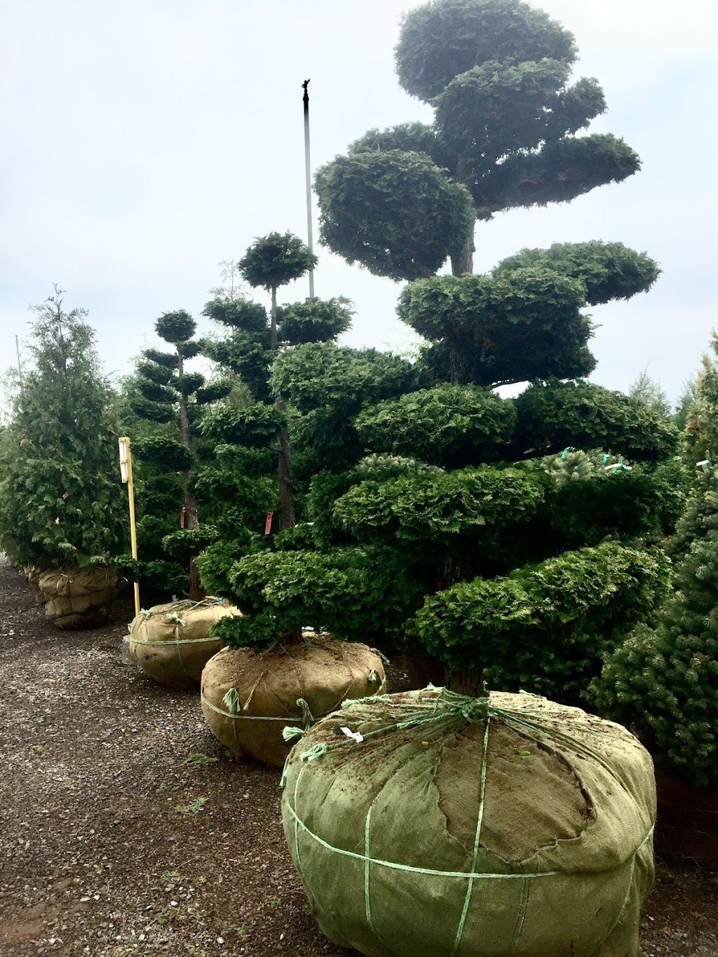 NVK Nurseries | 1155 ON-5, Dundas, ON L9H 5E2, Canada | Phone: (905) 628-0112