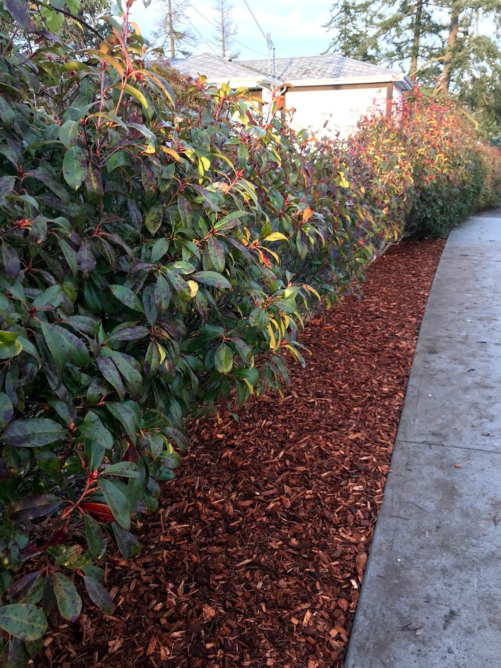 Roots By Ross Yard Maintenance & Services | 6033 Bear Hill Rd, Victoria, BC V9E 2J3, Canada | Phone: (250) 661-6014