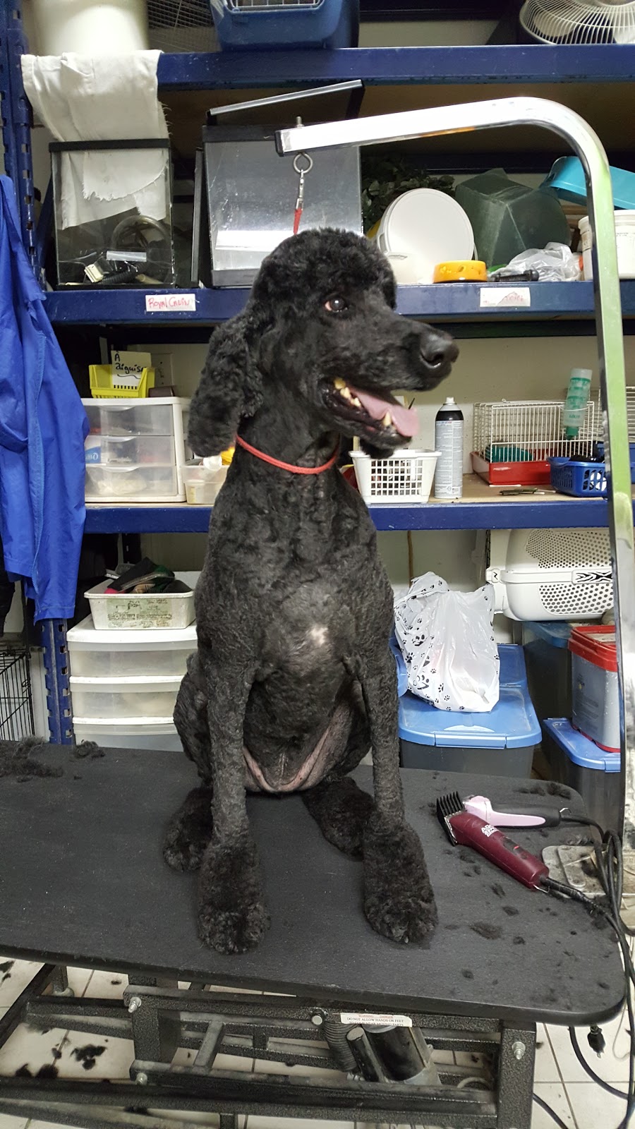Boutique le Chien Élégant | 59 5e Avenue, Windsor, QC J1S 1V5, Canada | Phone: (819) 845-7060