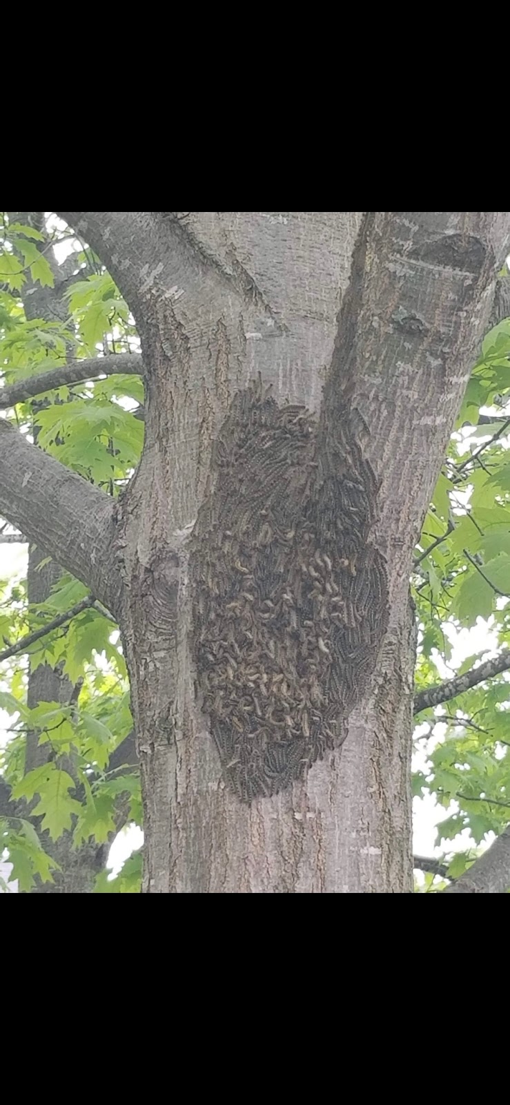 Extermination Wildlife Outaouais Inc | 225 Rue Principale #6, Saint-André-Avellin, QC J0V 1W0, Canada | Phone: (819) 968-5797
