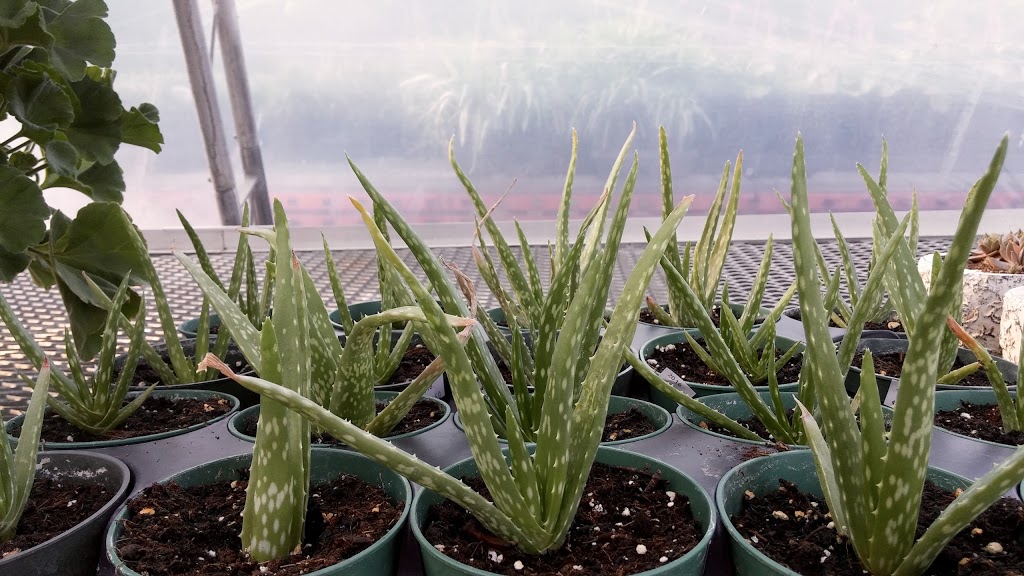 Homestead Garden Growers | 2563 Old Homestead Rd, Keswick, ON L4P 3E9, Canada | Phone: (905) 989-1956